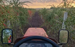 Teren intravilan cu PLANTATIE DE GOJII de vanzare in Racari - Poză 20
