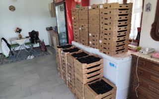 Plantatie de Muri Baicoi 10.000 mp Afacere la cheie! - Poză 5