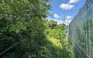 Teren 16534 mp pentru dezvoltare rezidențială, Siliștea Snagovului - Poză 6