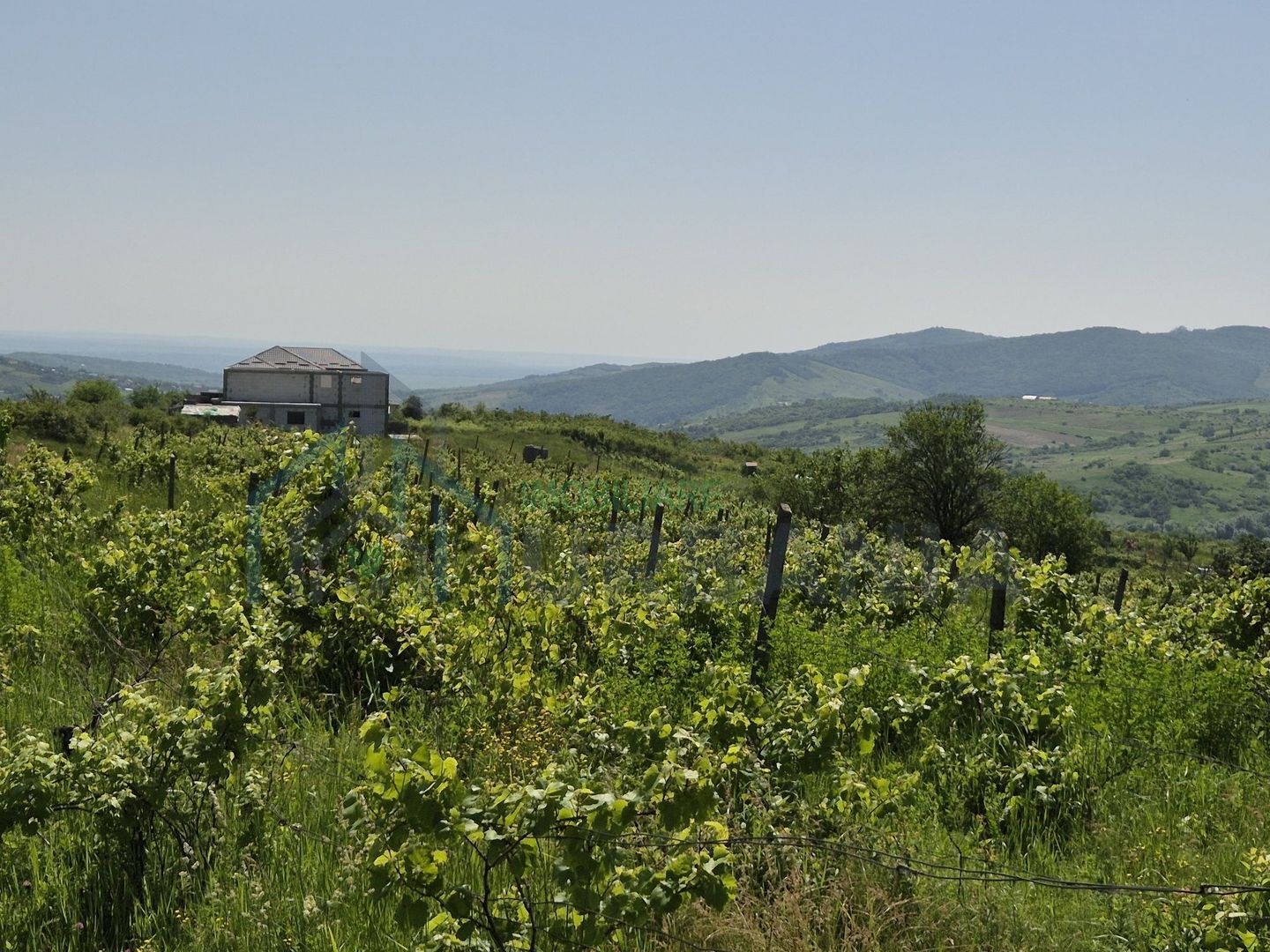 Teren intravilan de vânzare în Tomesti-Goruni – parcele de 700 mp și 3000 mp - Poză 3