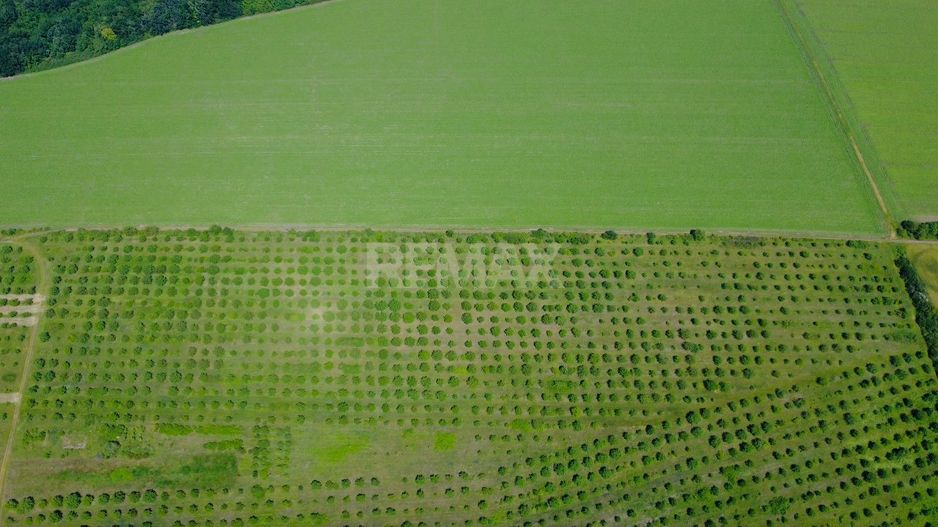 Teren Agricol, 11 HA, Bulăiești, Orhei - Poză 3