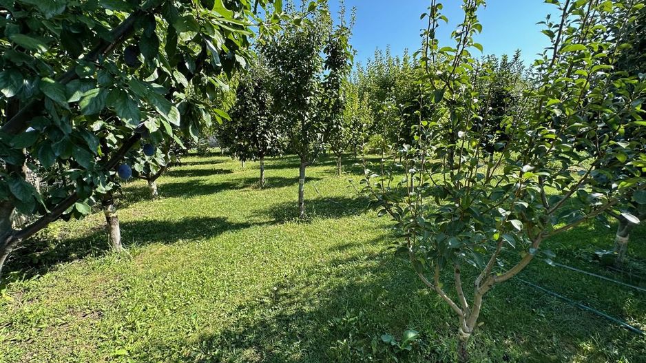 CASA EXCEPTIONALA CU LIVADA PROPRIE - Poză 28