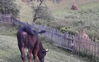 Casa I 60000 mp pamant I  Cugir I Alba - Poză 22
