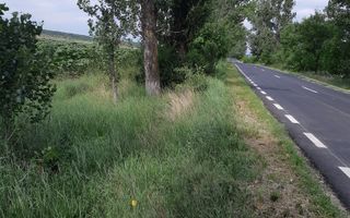 Teren 10.000 mp (1 ha) – Siliștea Snagovului – acces drum comunal – investiție - Poză 2