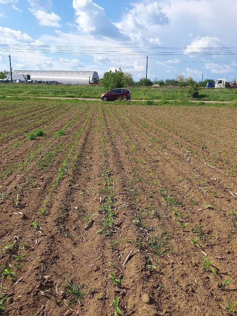 Teren intravilan 1.000 mp | Moara Vlăsiei | Strada Berzei - Poză 9
