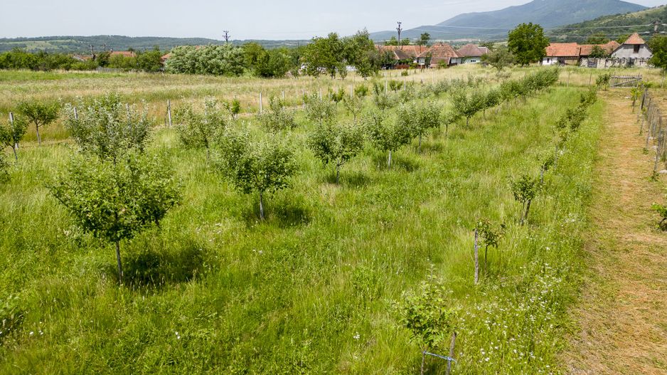 Livadă pe rod cu pomi fructiferi 4780mp la Dezna - Poză 11