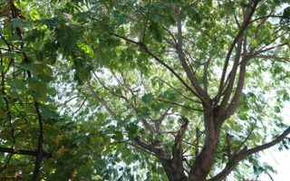 LACUL TEI - Tei Toboc, imobil teren 200 mp. plus casa din caramida - Poză 20