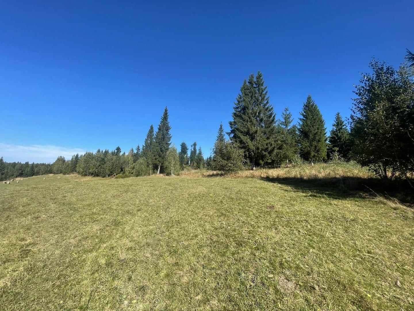 Teren Intravilan | Dealul Negru | Investiție | 1500 mp - Poză 4