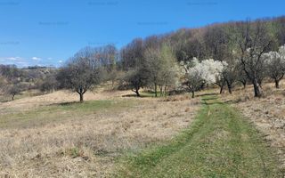 Ocazie ! OCNELE MARI - Sorat, 17,83 Ha. cu pozitie exceptionala - Poză 5