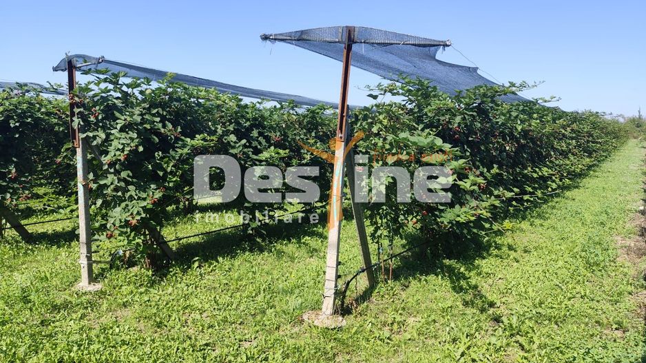 Plantatie de Muri Baicoi 10.000 mp Afacere la cheie! - Poză 13