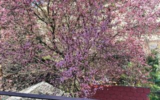 Vilă de vânzare | Bucurestii Noi | 5 camere | Garaj - Poză 9