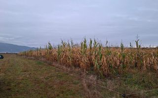 Teren Intravilan | 3900 MP | Tălmaciu - Poză 2