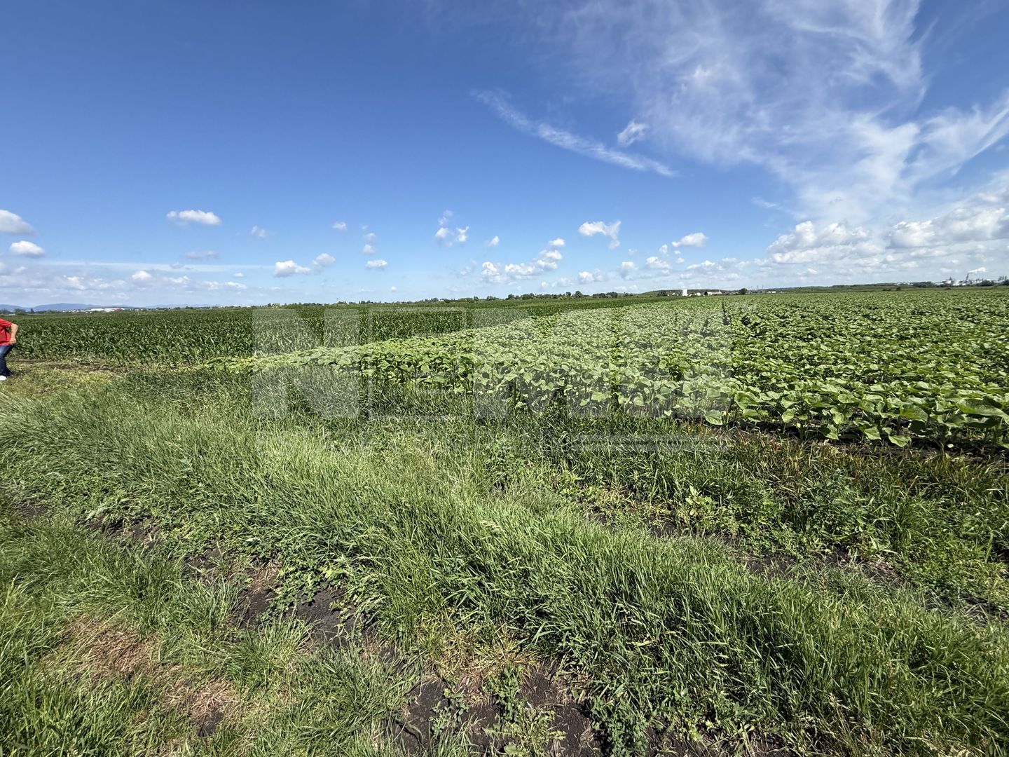 Teren extravilan de vânzare | Rădăuți | 4.000 mp - Poză 2