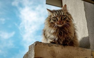Casă nouă, intrare Stupini - Poză 9