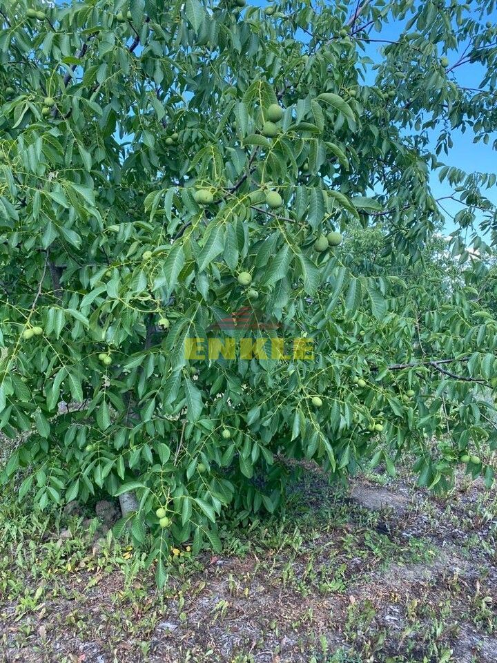 De vânzare livada cu nuci - Poză 5