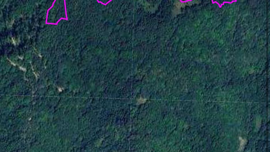 Teren pădure 64000 mp Pietroasa spre Boga - Poză 1