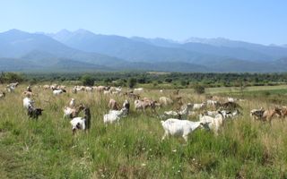 TEREN 4500 MP I FANEATA I PARC FOTOVOLTAIC I ARPASUL DE SUS - Poză 4