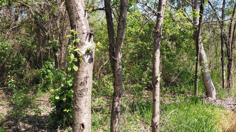 Teren intravilan 3.250 mp în Filești – Ideal pentru casă sau investiție! - Poză 19