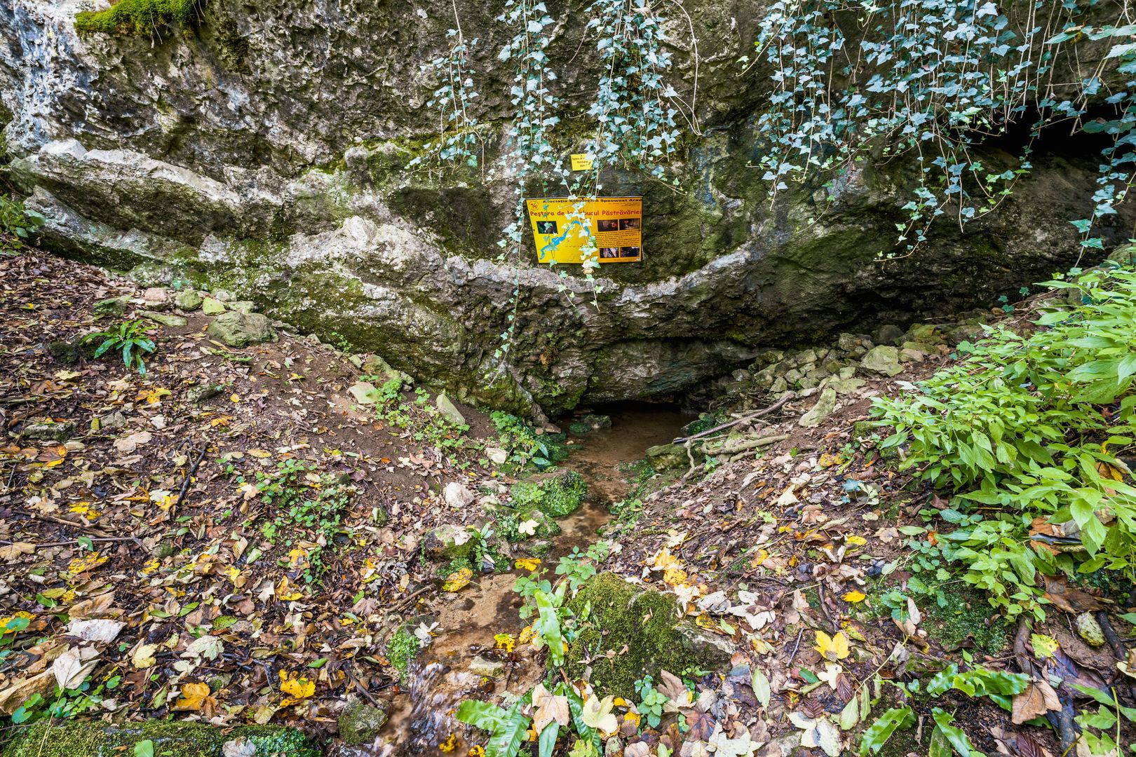 Domeniu în satul Căprioara - Poză 15