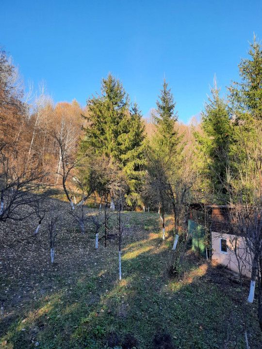 Casa 4 camere, teren 1960m2, CT, Provita, Prahova - Poză 18