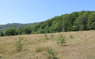 Terenuri Carpinis I parcelabil I Curent pe proprietati - Poză 25