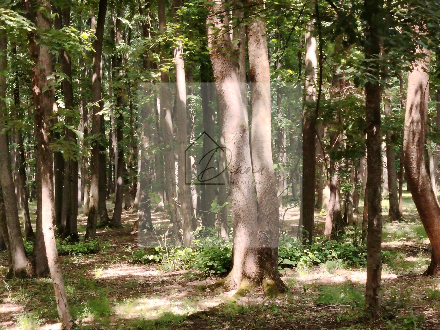 Casa Ciocanesti Cretu - 2 camere cu teren 2539 mp  - Jud. Dambovita - Poză 50