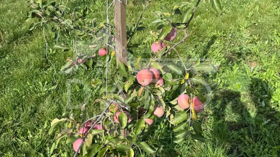 Casa de Vanzare  GORNESTI- Renovata 2025 semifinisata. - Poză 8