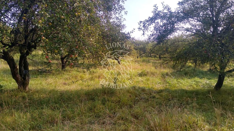 Teren 1500 mp - pretabil cabana/investitie - Zona Valea Rusului - Poză 1