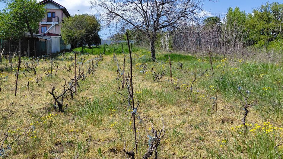 Teren intravilan 3.250 mp în Filești – Ideal pentru casă sau investiție! - Poză 12