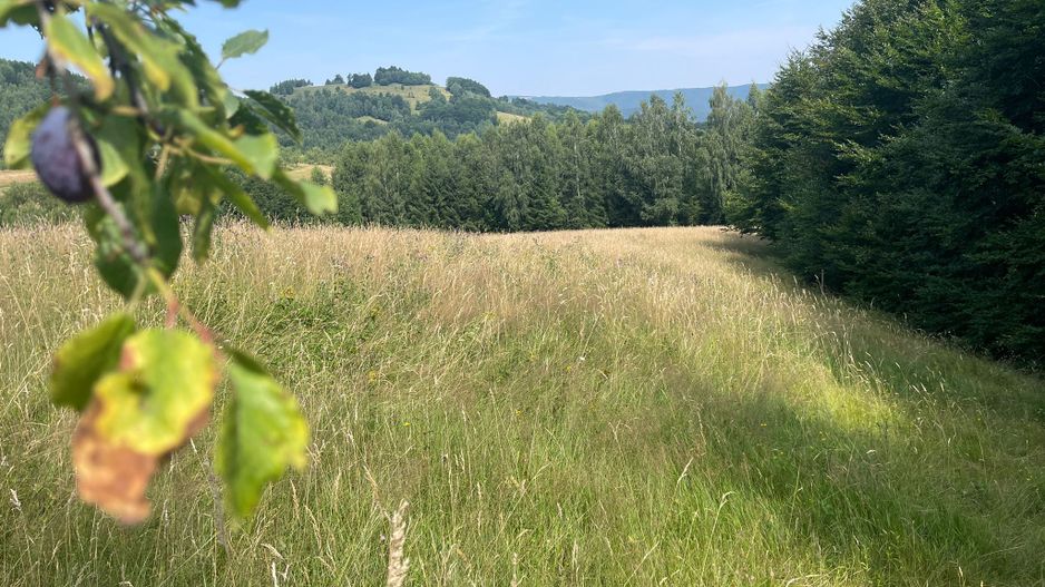 Teren intravilan I Loc deosebit, inconjurat de padure I Vladeasa - Poză 2