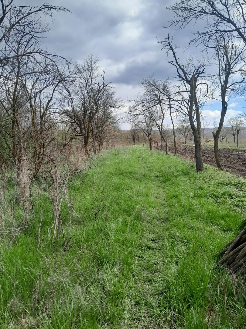 Teren de vanzare in Vaidei - Poză 8