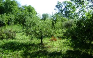 Teren de vânzare în Breaza– zonă liniștită, ideal pentru relaxare - Poză 7