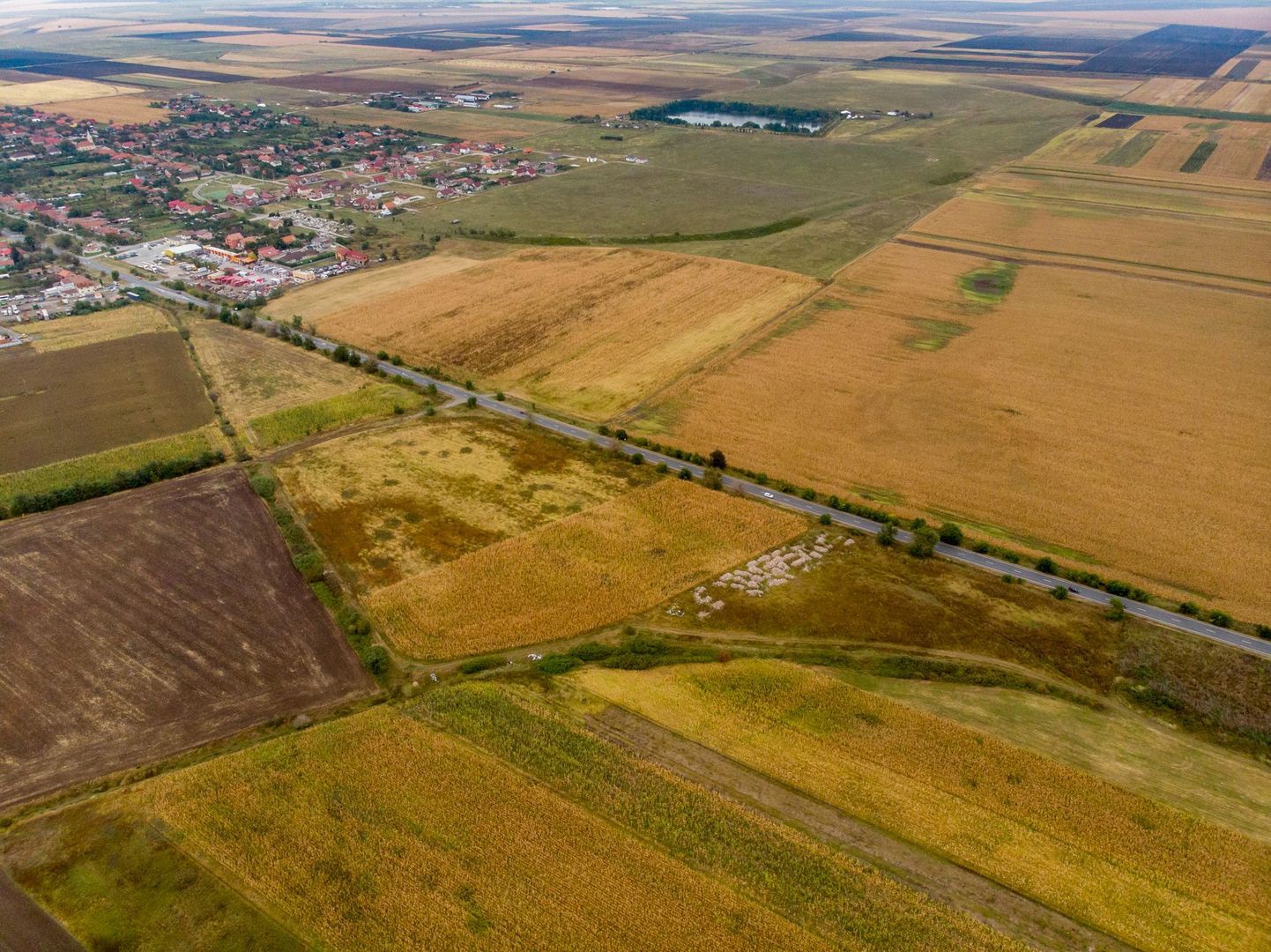 Teren de 19798mp în Zimandu Nou - Poză 9