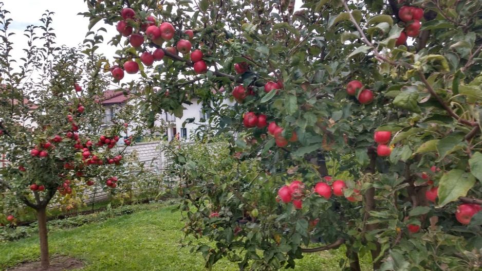 Casă individuală 5 camere cu garaj curte si gradină Șura Mare - Poză 16