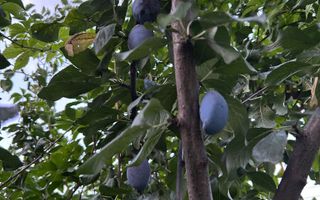 Vila de vanzare in Tunari I Gata de mutat I 4 camere I 5 parcari - Poză 50