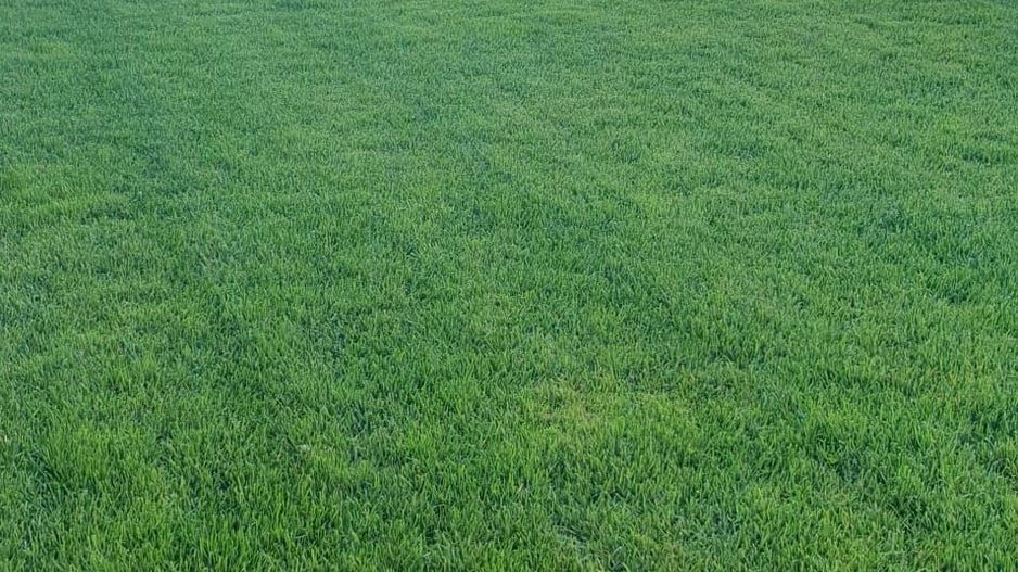 Casa individuala Dumbravita - Pădure - Poză 23