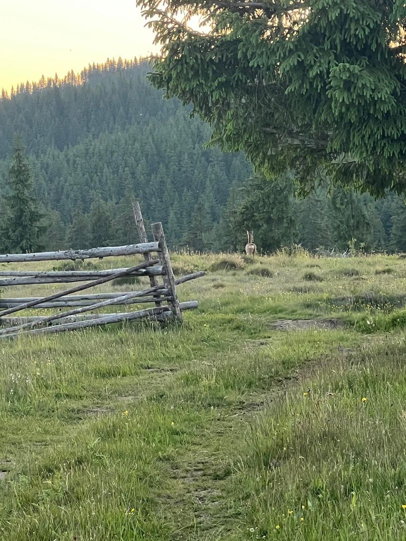 50 hectare teren | Moldova-Sulita | Potential turistic si agricol - Poză 15