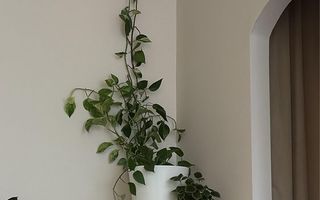 Apartament 3 camere Traian - Poză 6