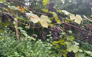 De vanzare teren 2100 mp Dej central - Poză 4