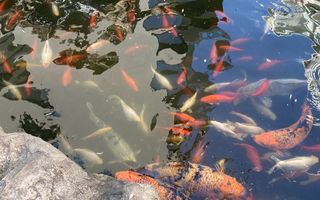 Studio in zona Herastrau - Poză 3