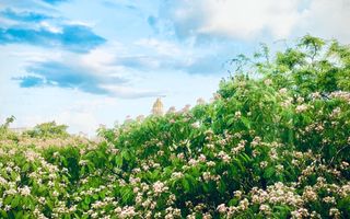 Apartament 3 camere + 1 birou,  Cotroceni, curte si gradina, metrou Eroilor - Poză 23