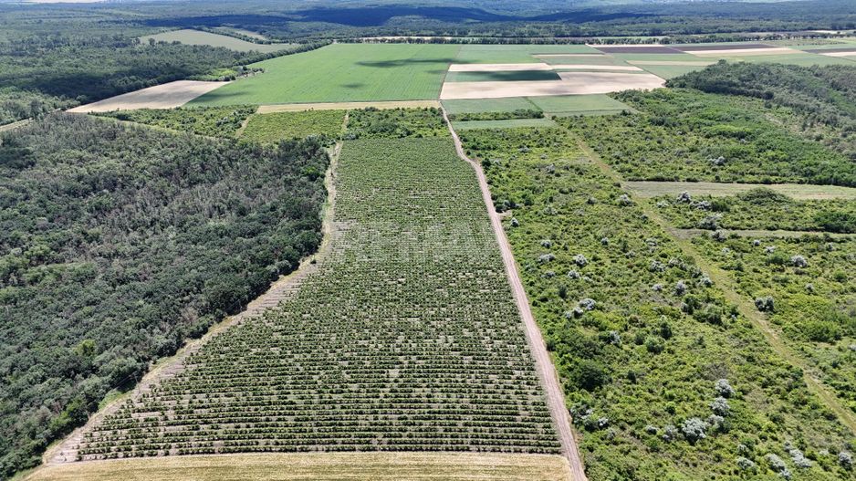 Plantație de viță-de-vie 5,7 ha  investiție cu recuperare rapidă - Poză 3