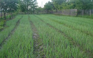 AZURA Imobiliare - Teren Auchan Gavana si Casa Bonus - Poză 10