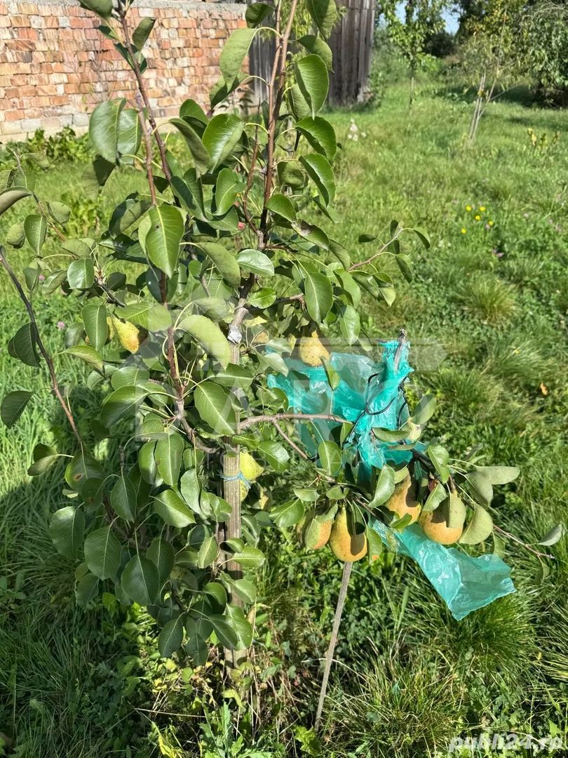 Casa de Vanzare  GORNESTI- Renovata 2025 semifinisata. - Poză 6