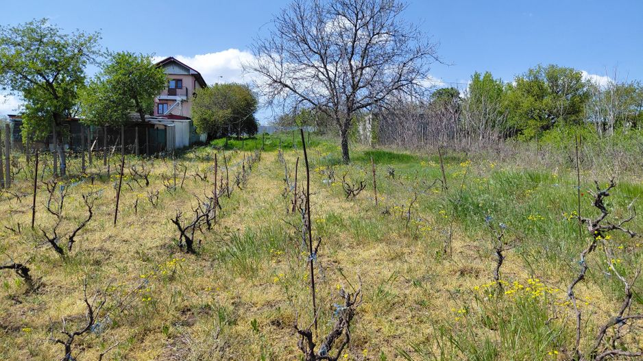 Teren intravilan 3.250 mp în Filești – Ideal pentru casă sau investiție! - Poză 2