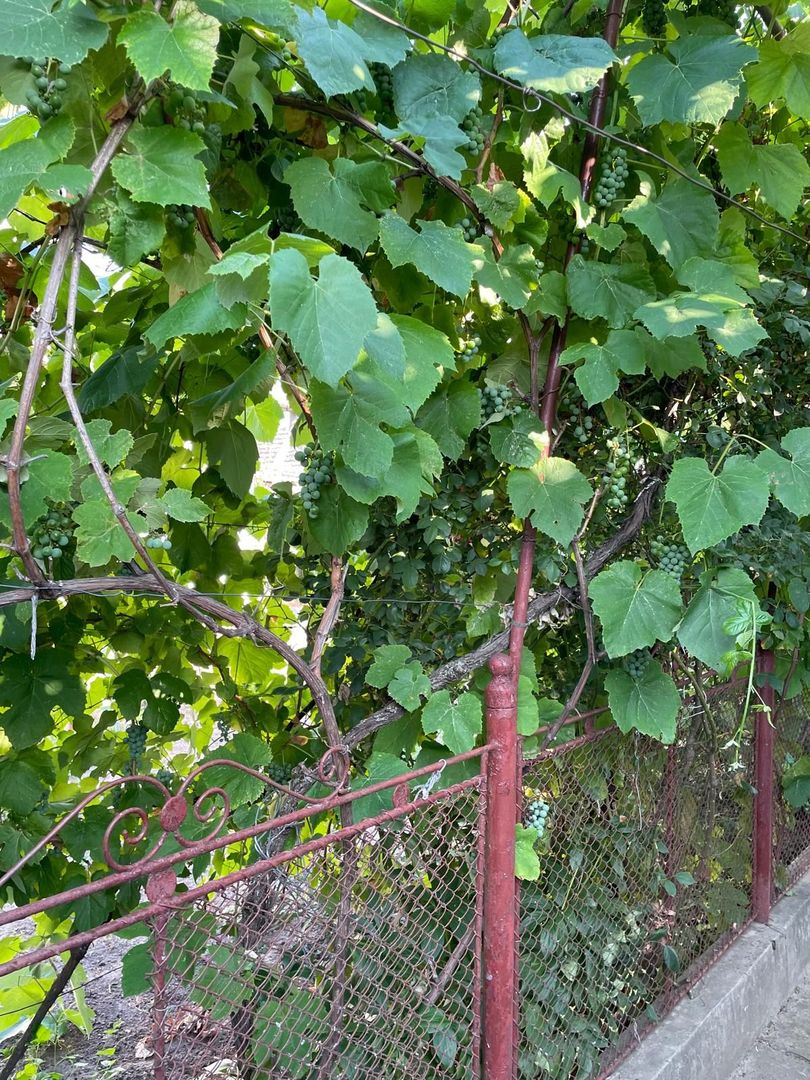 Casa parter 35 km de la Timisoara - Poză 10