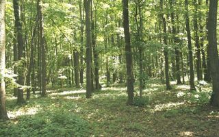 TUNARI - Centura Bucuresti, 16,7 Ha. teren (padure de peste 100 ani) - Poză 2