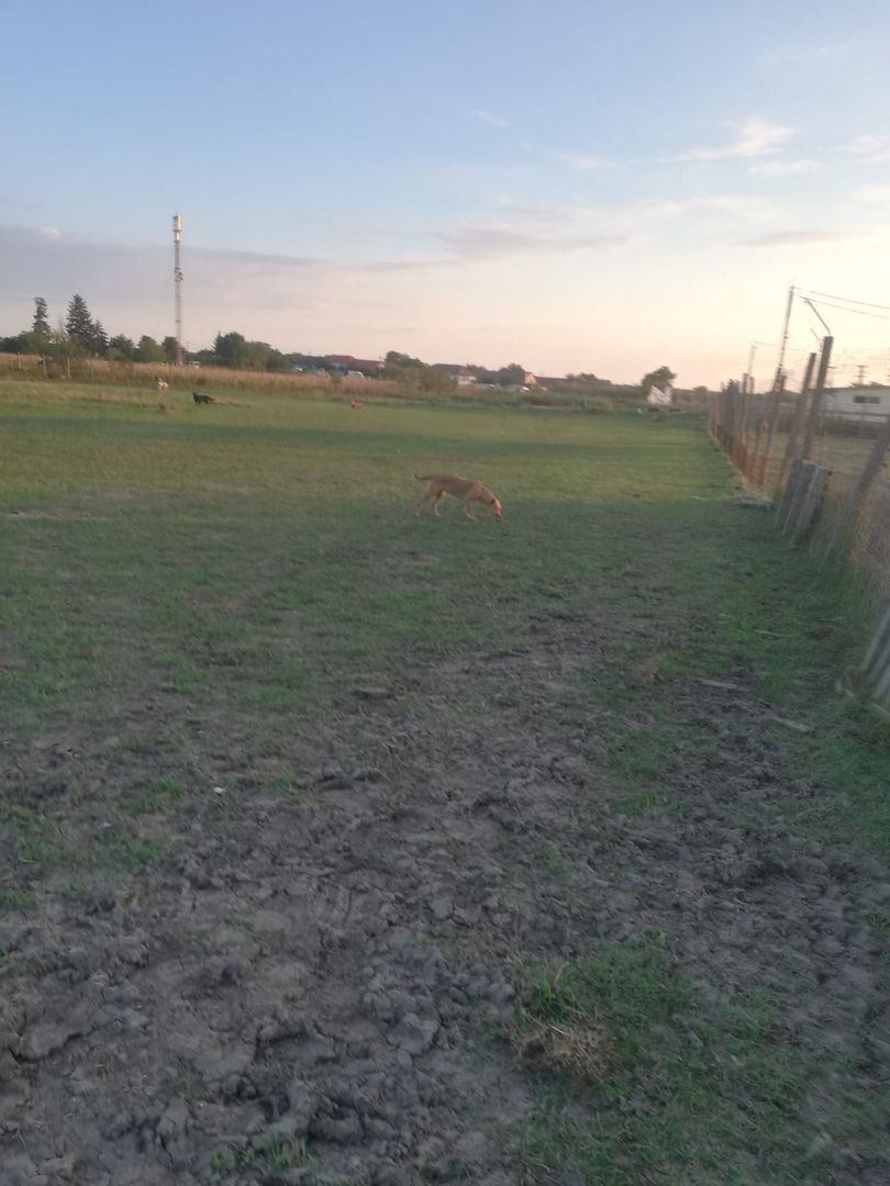 Ferma de vânzare - Poză 3