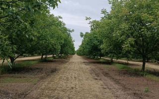 LIVADĂ DE NUCI – 24,5 HA | ȚÎNȚĂRENI, ANENII NOI - Poză 4