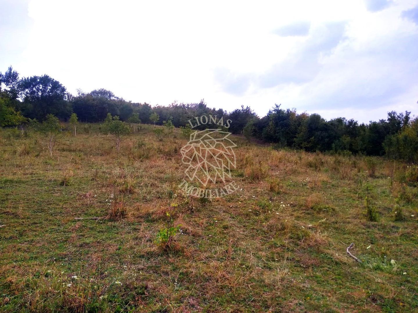 Teren 60 ari - oportunitate investitie - Satu Nou - Poză 1